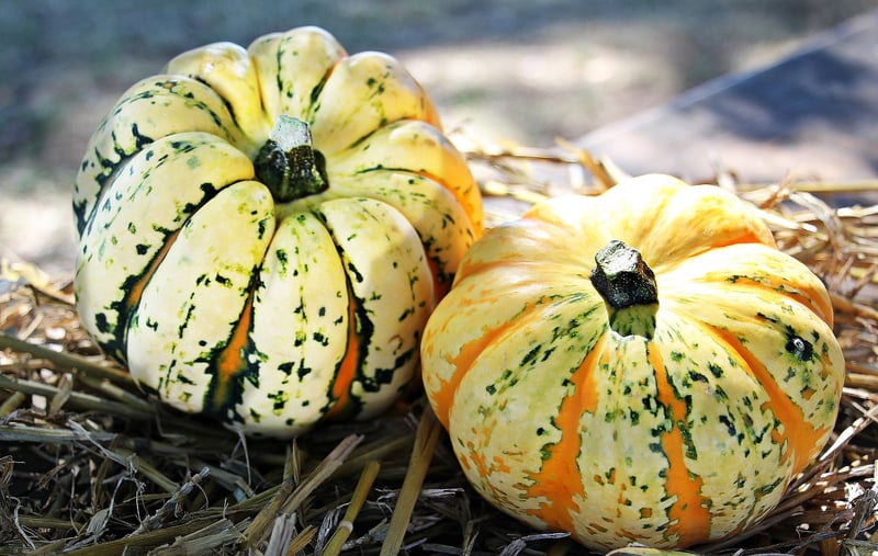 Seasonal Harvest Events